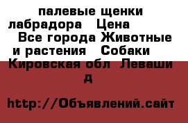 палевые щенки лабрадора › Цена ­ 30 000 - Все города Животные и растения » Собаки   . Кировская обл.,Леваши д.